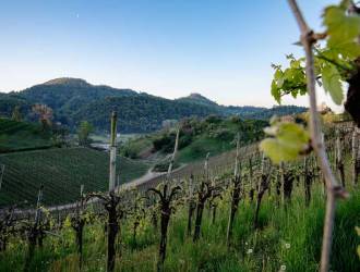 Unstoppable Asolo Prosecco: 25% in the first six months of 2021