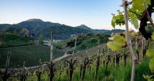 Unstoppable Asolo Prosecco: 25% in the first six months of 2021