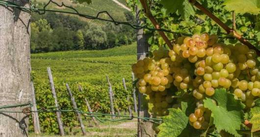 Harvest yields: Confagricoltura Piemonte in agreement with the protection consortia to favor market equilibrium