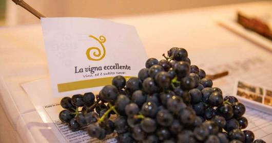 Trentino, 26 farmers for the prize for the best vineyard in Marzemino