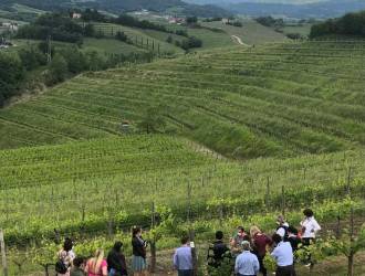 FVG land of white wines: discover them with Vigneti Aperti!