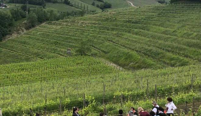 FVG land of white wines: discover them with Vigneti Aperti!