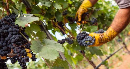 Puglia, the 2021 harvest for the Primitivo di Manduria ended: postponed and of excellent quality