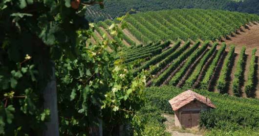 The Consorzio Barbera D'Asti e Vini del Monferrato leader of AGEBA Project aimed at preserving the Asti wine heritage threatened by climate change