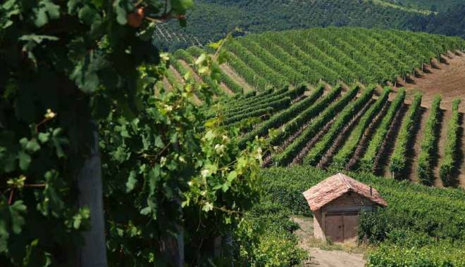 The Consorzio Barbera D'Asti e Vini del Monferrato leader of AGEBA Project aimed at preserving the Asti wine heritage threatened by climate change