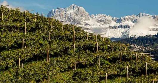 WINES FROM ALTO ADIGE: SMALL TERRITORY BUT GREAT RECOGNITION FROM INTERNATIONAL WINE GUIDES