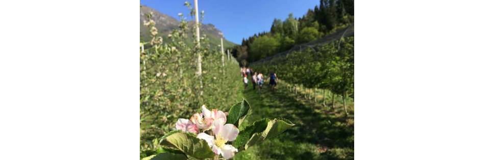 Gemme di gusto, the review of the Strada del Vino e dei Sapori del Trentino scheduled for May 1st and, subsequently, on every weekend of the month.