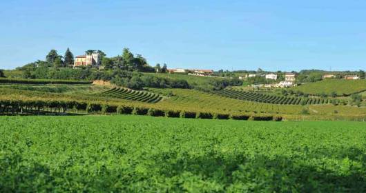 A life among the vines: the Consorzio Tutela Colli Berici talks about itself on TV