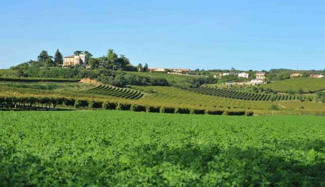 A life among the vines: the Consorzio Tutela Colli Berici talks about itself on TV