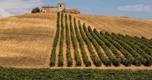 Consorzio di Tutela Vini Doc Sicilia in the working group for the creation of the new Sicilian Wine Plan
