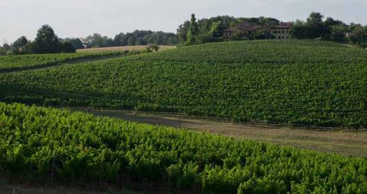 Colle Manora: wine tourism oasis in Monferrato