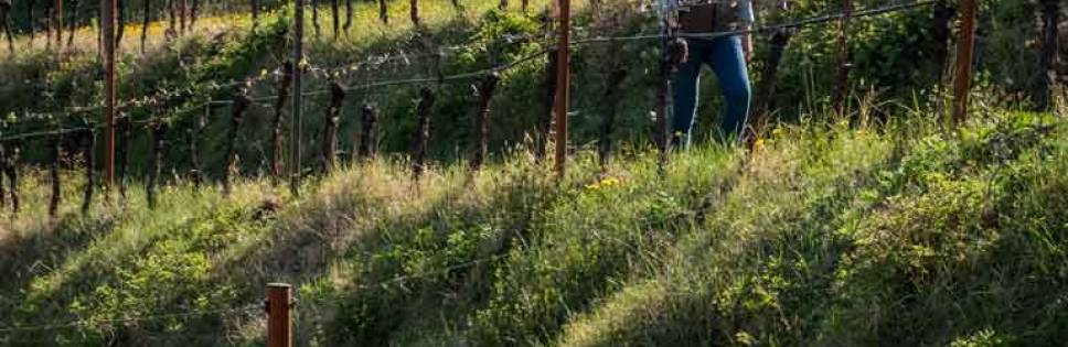 ORGANIC VITICULTURE AND CLIMATE CHANGE: SUAVIA WINERY TRACES A BUDGET OF THE FIRST 10 YEARS OF ORGANIC MANAGEMENT OF ITS VINEYARDS AND THE THEME OF ENVIRONMENTAL PROTECTION