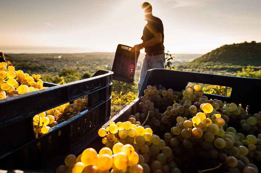 Forecasts for 2023: one of the most difficult harvests is expected