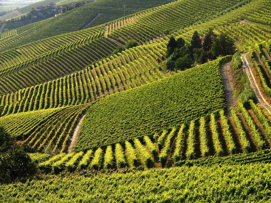 CONSORZIO BARBERA D'ASTI AND MONFERRATO WINES: FORECASTS FOR THE 2023 HARVEST