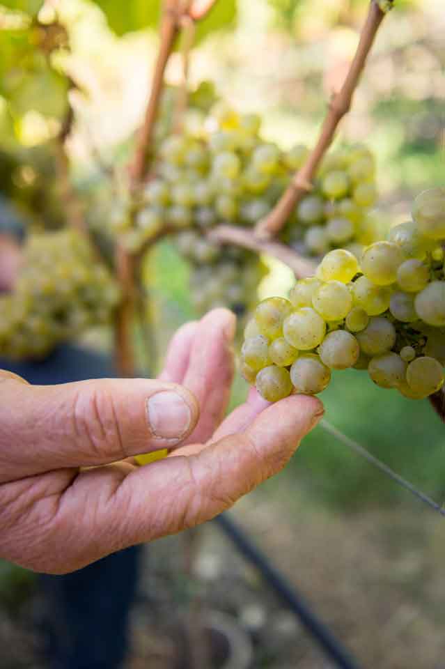 THE HARVEST IN SOUTH TYROL HAS STARTED