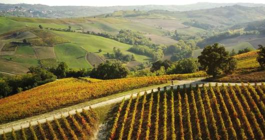 The wine industry in Italy is constantly evolving and offers many investment opportunities for young entrepreneurs.