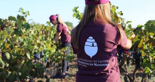Primitivo di Manduria 2023 harvest: excellent quality in a challenging season