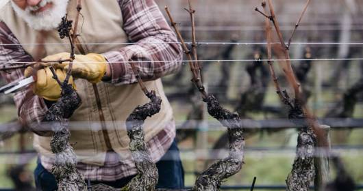 Simonit&Sirch Academy: pruning schools return to the field with online courses