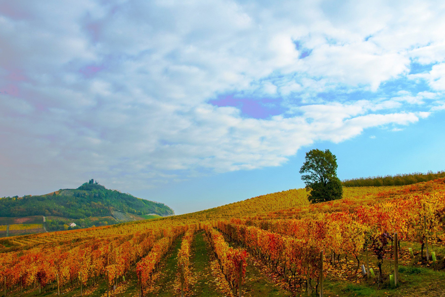 THE 2023 HARVEST IS CLOSED FOR THE BARBERA D'ASTI E VINI DEL MONFERRATO CONSORTIUM
