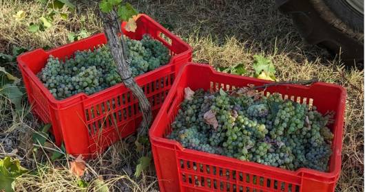 Colle Manora, Albarossa: the rediscovery and valorization of an exceptional native vine