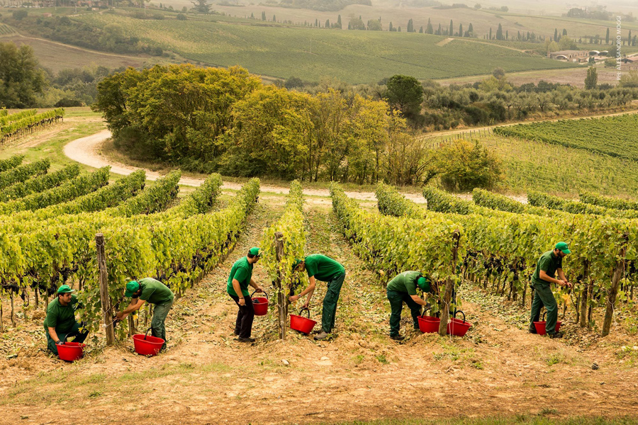 REPORT OF THE 2023 VINTAGE IN THE ESTATES OF THE PICCINI 1882 GROUP