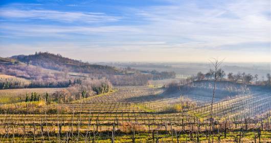 Discover the Wine Gems of the Friulian Hills!