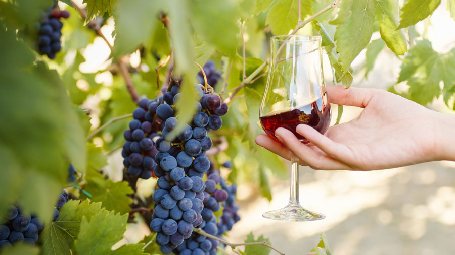 VENETO AGRICULTURE: THE FINAL DATA FOR THE 2023 HARVEST ON THURSDAY 21 DECEMBER IN LONIGO