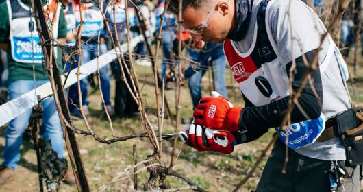 2nd Pruner Festival conceived and organized by Simonit&Sirch Vine Master Pruners