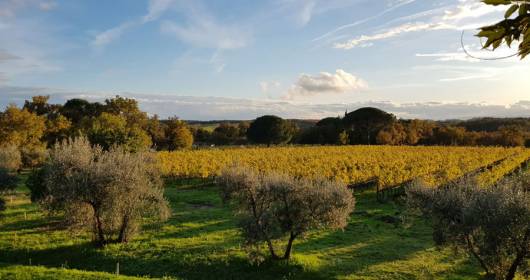 SUSTAINABILITY, BIODIVERSITY AND LANDSCAPE PROTECTION: UMBRIA TOP WINES AT SLOW WINE FAIR 2024 