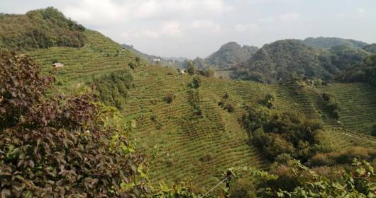 The Vineyards of the Hills of Prosecco DOCG Superiore Conegliano Valdobbiadene (Rive) in danger of extinction: an alarm for the wine heritage