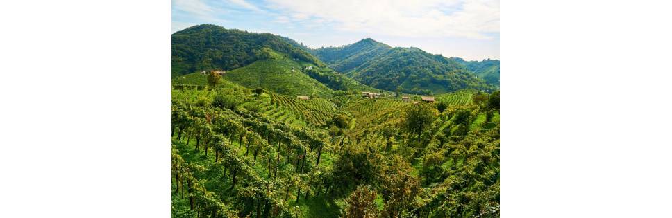 This inexorable trend threatens not only the production of Prosecco DOCG Superiore, but also the UNESCO recognition of the Prosecco Hills.