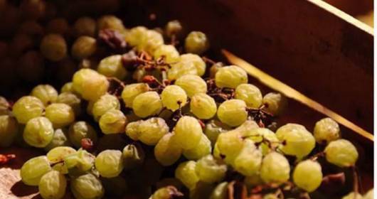 Trentino Holy Wine Pressing Rite