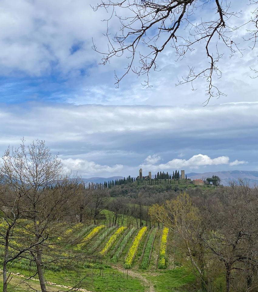 Terre di Romena: the new winemaking frontier of the Casadei family in Casentino