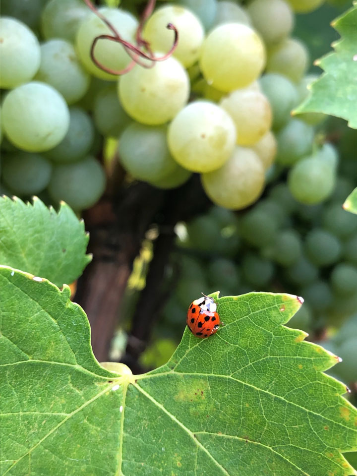 THE GARDESANO AREA IS THE TOP WINE DESTINATION FOR SPRING AND SUMMER 